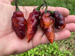 Pandora’s Box Pimenta Jolokia/PJ Mix (Pepper Seeds)