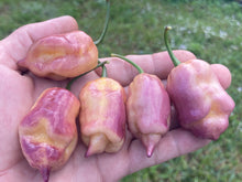 Load image into Gallery viewer, Pink Voltron (T-E)(Pepper Seeds)