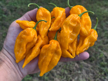 Load image into Gallery viewer, Fatalii Yellow (Pepper Guru)(Pepper Seeds)