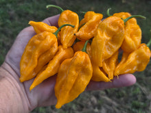 Load image into Gallery viewer, Fatalii Yellow (Pepper Guru)(Pepper Seeds)