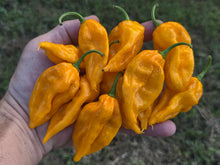 Load image into Gallery viewer, Fatalii Yellow (Pepper Guru)(Pepper Seeds)
