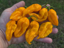 Load image into Gallery viewer, Fatalii Yellow (Pepper Guru)(Pepper Seeds)