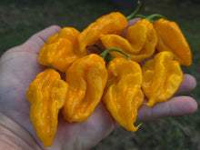 Load image into Gallery viewer, Fatalii Yellow (Pepper Guru)(Pepper Seeds)