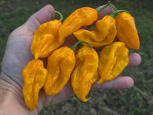 Load image into Gallery viewer, Fatalii Yellow (Pepper Guru)(Pepper Seeds)