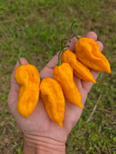 Load image into Gallery viewer, Fatalii Yellow (Pepper Guru)(Pepper Seeds)