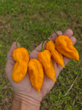 Load image into Gallery viewer, Fatalii Yellow (Pepper Guru)(Pepper Seeds)