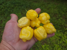 Load image into Gallery viewer, Kokomo Cream Bonnet (Pepper Seeds)