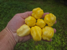 Load image into Gallery viewer, Kokomo Cream Bonnet (Pepper Seeds)