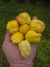 Load image into Gallery viewer, Kokomo Cream Bonnet (Pepper Seeds)