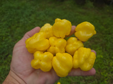 Load image into Gallery viewer, Kokomo Cream Bonnet (Pepper Seeds)
