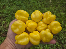 Load image into Gallery viewer, Kokomo Cream Bonnet (Pepper Seeds)