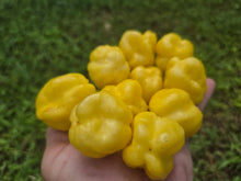 Load image into Gallery viewer, Kokomo Cream Bonnet (Pepper Seeds)