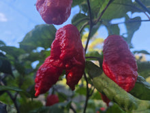 Load image into Gallery viewer, Primo Noir (Stinger Select) (Pepper Seeds)