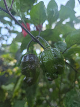 Load image into Gallery viewer, Primo Noir (Stinger Select) (Pepper Seeds)