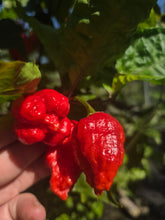 Load image into Gallery viewer, Primo Noir (Stinger Select) (Pepper Seeds)