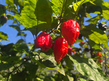 Load image into Gallery viewer, Primo Noir (Stinger Select) (Pepper Seeds)