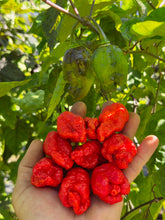 Load image into Gallery viewer, Primo Noir (Stinger Select) (Pepper Seeds)