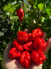 Load image into Gallery viewer, Primo Noir (Stinger Select) (Pepper Seeds)