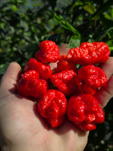 Load image into Gallery viewer, Primo Noir (Stinger Select) (Pepper Seeds)
