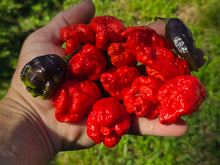 Load image into Gallery viewer, Primo Noir (Stinger Select) (Pepper Seeds)