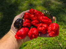 Load image into Gallery viewer, Primo Noir (Stinger Select) (Pepper Seeds)