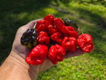 Load image into Gallery viewer, Primo Noir (Stinger Select) (Pepper Seeds)