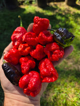 Load image into Gallery viewer, Primo Noir (Stinger Select) (Pepper Seeds)