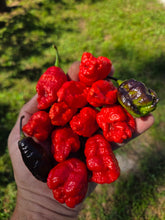 Load image into Gallery viewer, Primo Noir (Stinger Select) (Pepper Seeds)
