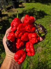 Load image into Gallery viewer, Primo Noir (Stinger Select) (Pepper Seeds)