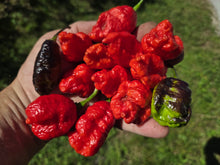 Load image into Gallery viewer, Primo Noir (Stinger Select) (Pepper Seeds)