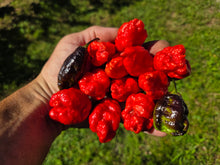 Load image into Gallery viewer, Primo Noir (Stinger Select) (Pepper Seeds)