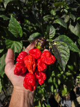 Load image into Gallery viewer, Primo Noir (Stinger Select) (Pepper Seeds)