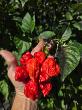 Load image into Gallery viewer, Primo Noir (Stinger Select) (Pepper Seeds)