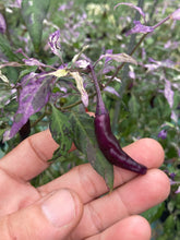 Load image into Gallery viewer, Lost Boys (T-E) (Pepper Seeds)