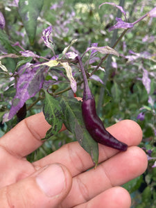 Lost Boys (T-E) (Pepper Seeds)