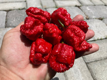 Load image into Gallery viewer, MedullaGum (Pepper Seeds)