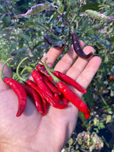 Load image into Gallery viewer, Corvinas (T-E) (Pepper Seeds)