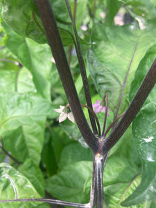 Bhut Jolokia Purple/Peach (Pepper Seeds)