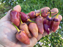 Load image into Gallery viewer, BBG Pink Horizon (Pepper Seeds)