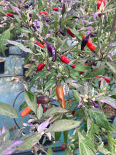 Load image into Gallery viewer, Pickles Blood (Grifter) (Pepper Seeds)