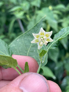 Aji Little Finger (Pepper Seeds)