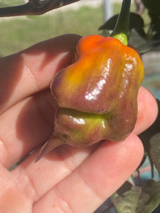 Voltron Caramel (T-E)(Pepper Seeds)