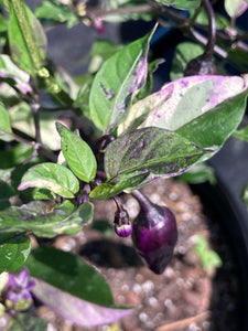 Red Trixster (Pepper Seeds)