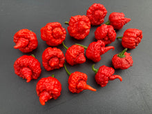 Load image into Gallery viewer, RB003 (Pepper Seeds)