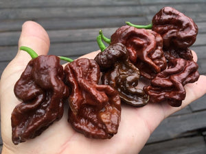 Guwa "X" Chocolate (Pepper Seeds)