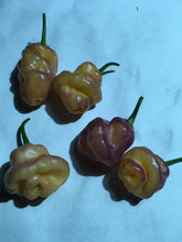 Load image into Gallery viewer, Roxa Lantern (Pepper Seeds)