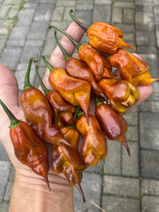 Taj Mahal Mustard (Pepper Seeds)
