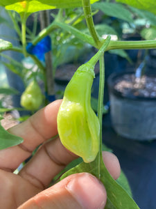 Aji Conquistador (Pepper Seeds)