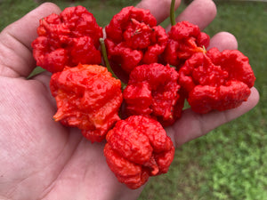 Carolina Reaper Red (Pepper Seeds)