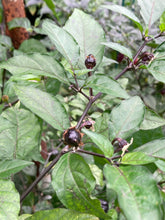 Load image into Gallery viewer, Purplegum Orange Blushed (Pepper Seeds)